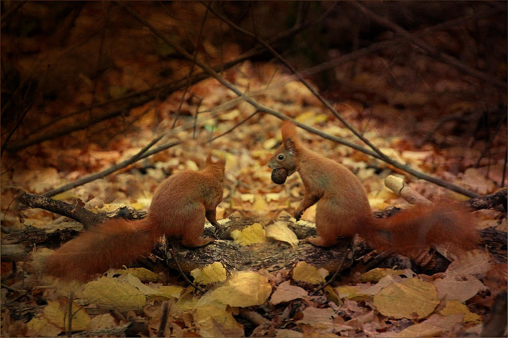 endlich hab ich auch mal Hörnchen fotografiert