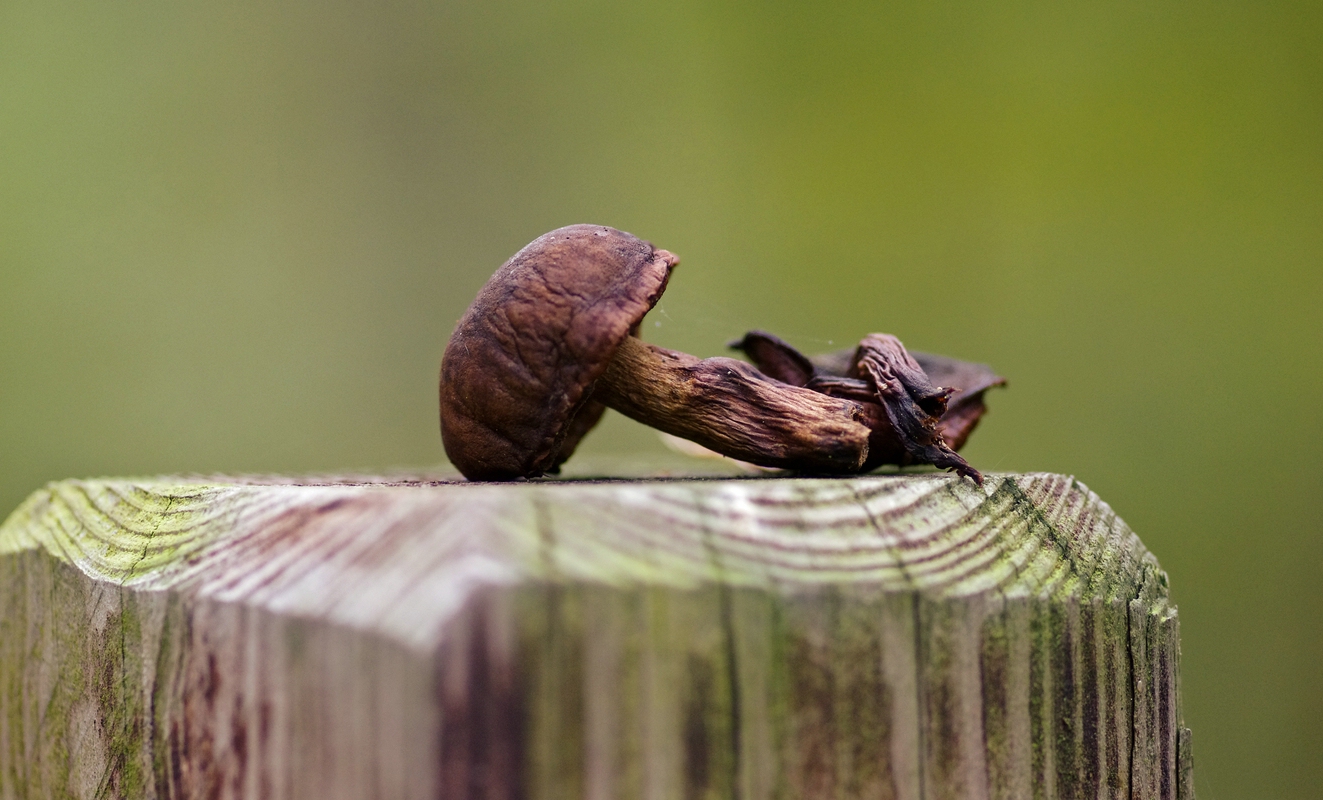 Endlich habe ich auch einen Pilz gefunden.