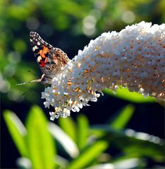 . . . endlich habe ich auch einen Schmetterling -