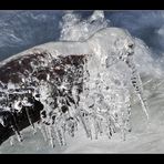 Endlich habe ich auch mal einen Eisvogel erwischt