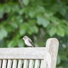 Endlich habe ich einen Vogel erwischt