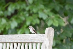 Endlich habe ich einen Vogel erwischt