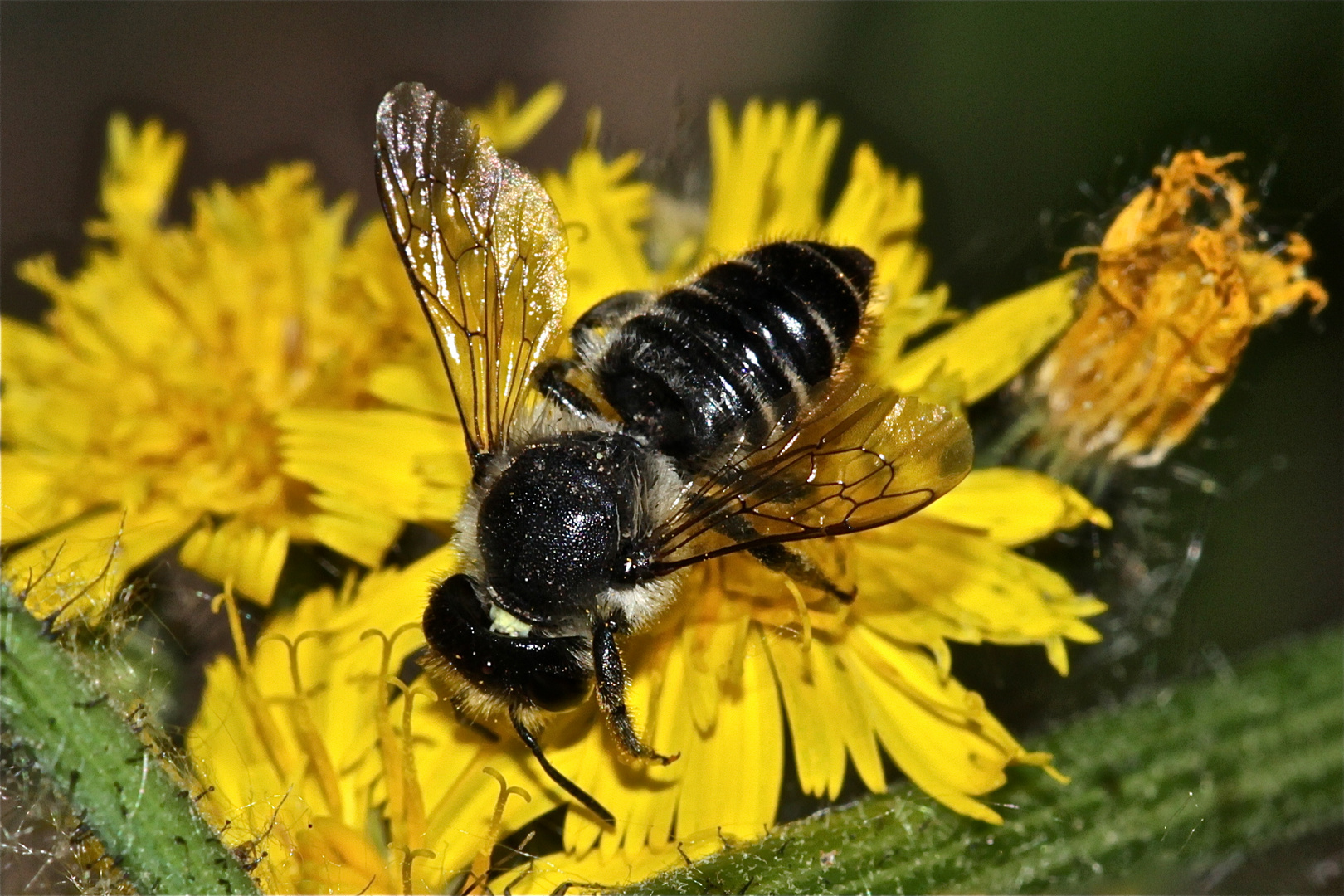 Endlich habe ich sie bestimmen können: die "Große" Blattschneiderbiene MEGACHILE WILLUGHBIELLA !