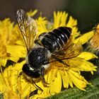 Endlich habe ich sie bestimmen können: die "Große" Blattschneiderbiene MEGACHILE WILLUGHBIELLA !