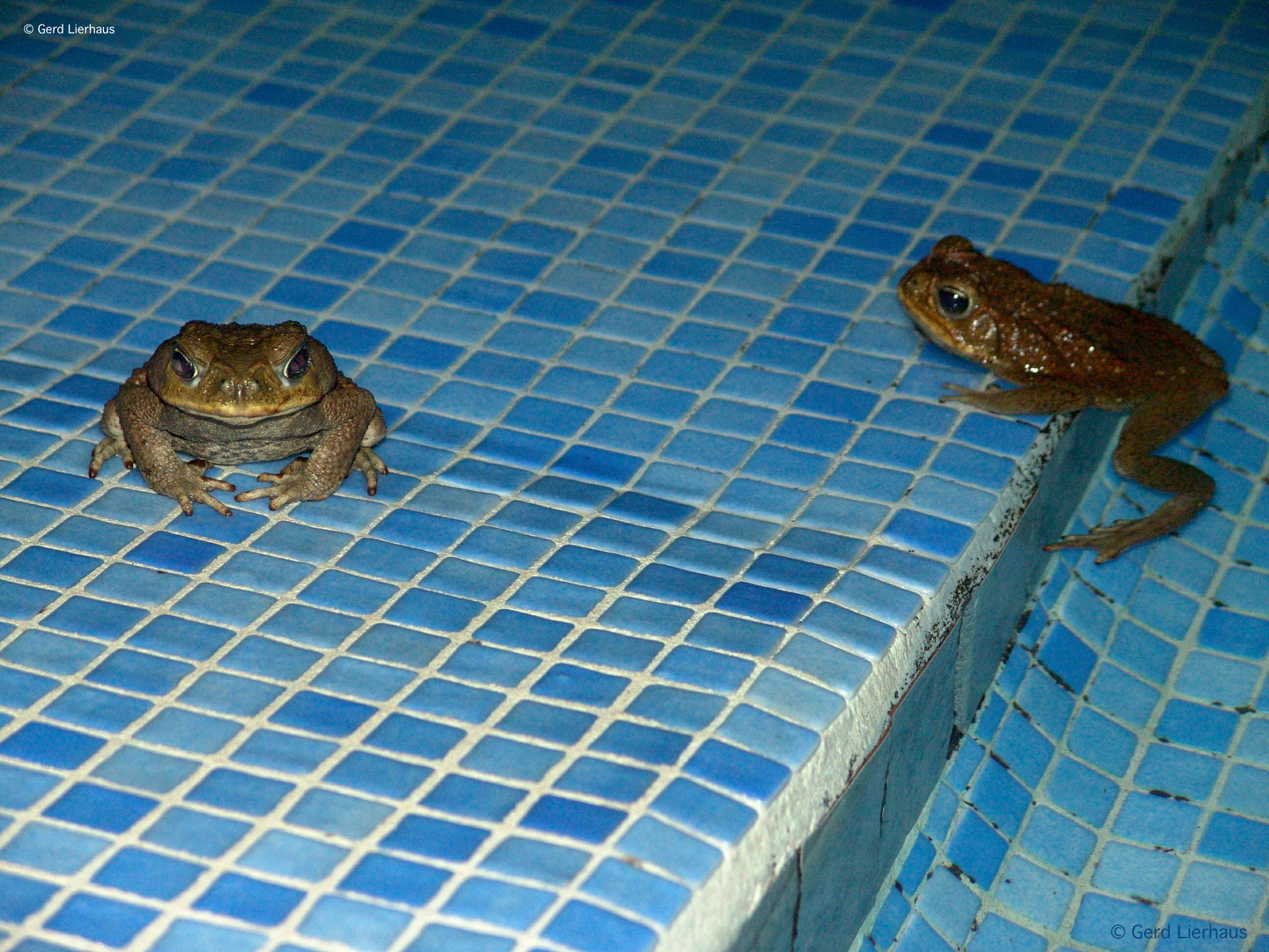 Endlich haben wir den Pool für uns