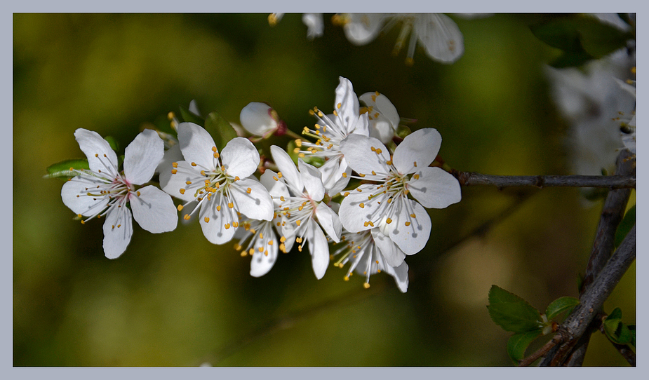 Endlich hält der Frühling Einzug