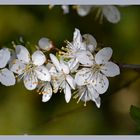 Endlich hält der Frühling Einzug