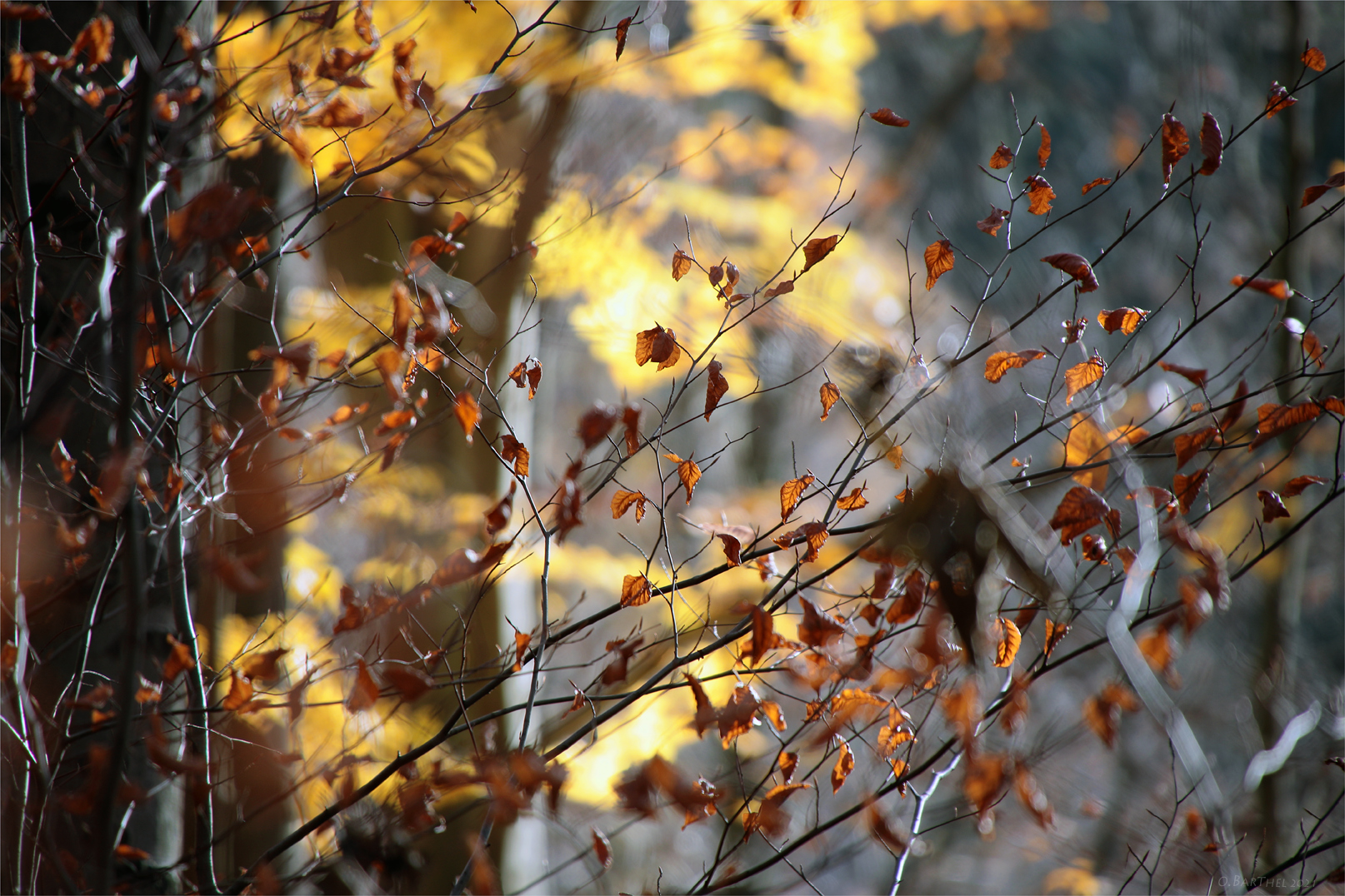 Endlich Herbst (3)