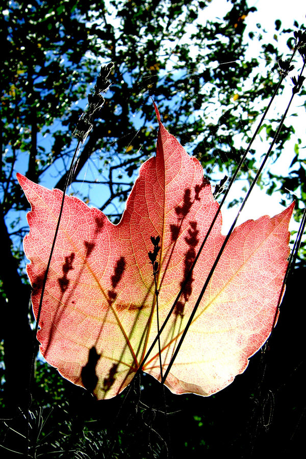 endlich herbst.