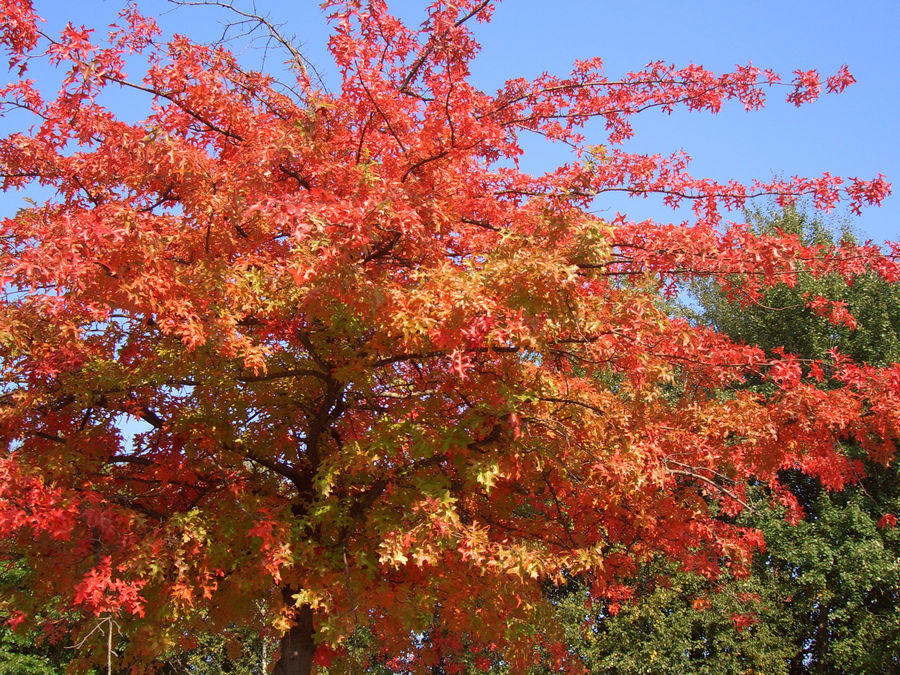 Endlich HERBST!