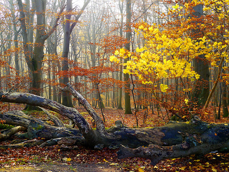 "Endlich Herbst" - Variante 2