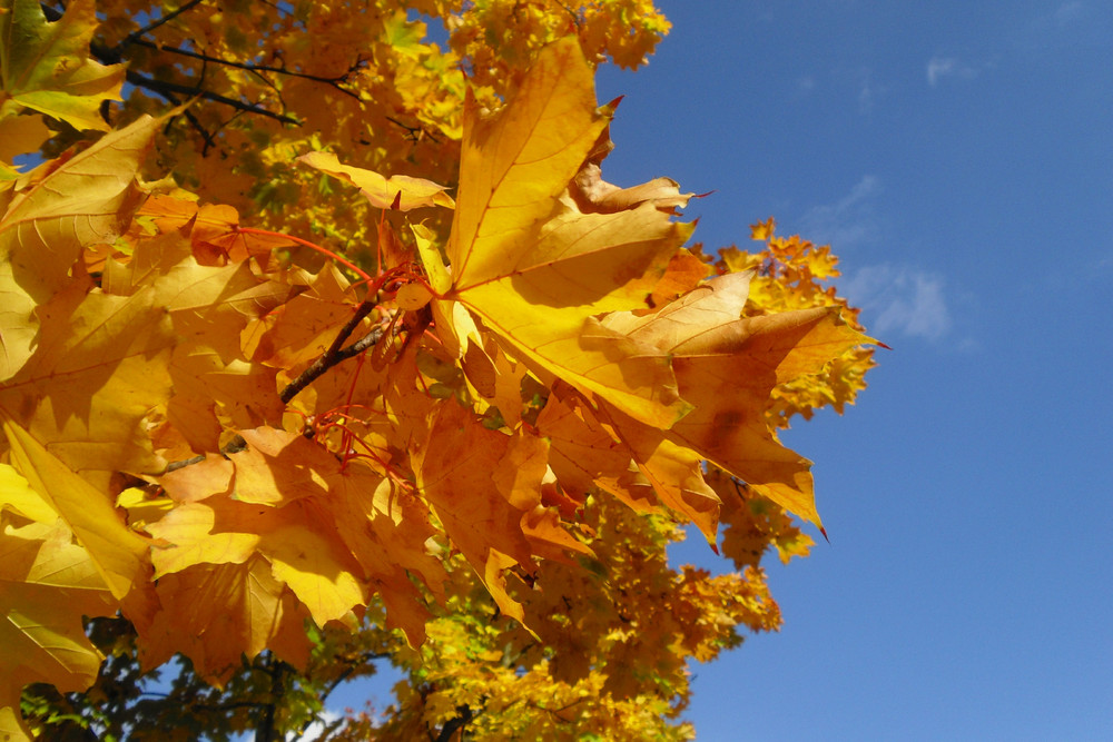 Endlich HERBST_2