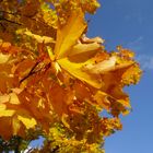 Endlich HERBST_2