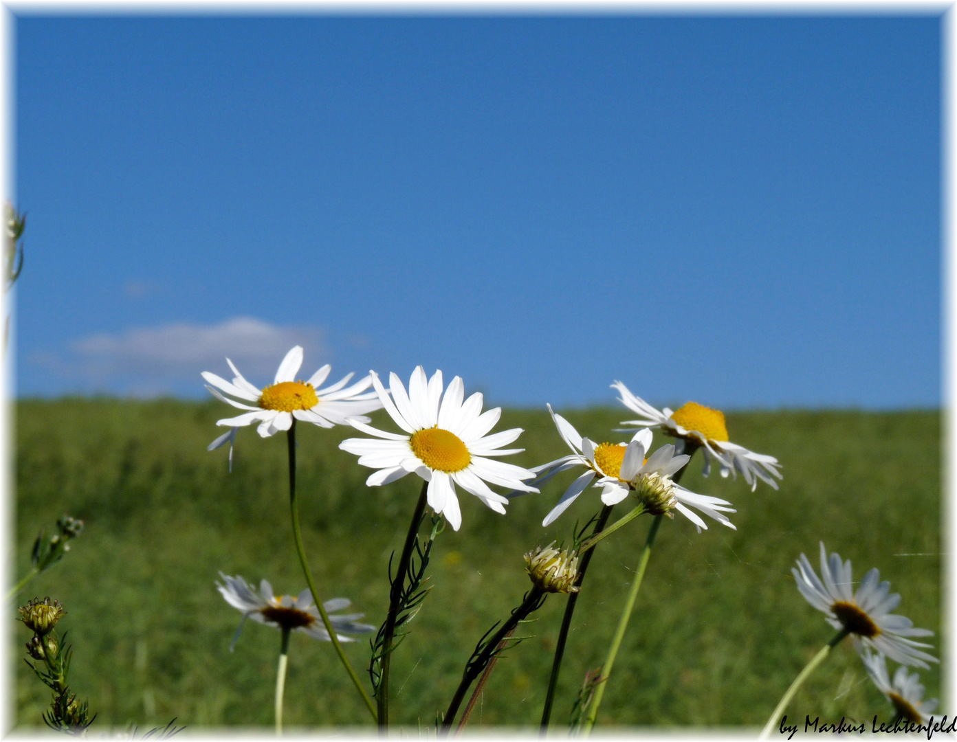 Endlich Hochsommer!!!