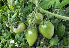 Endlich – im August waren die Tomaten reif 01