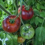 Endlich – im August waren die Tomaten reif 02