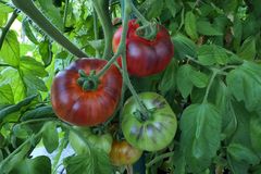 Endlich – im August waren die Tomaten reif 02