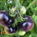 Endlich – im August waren die Tomaten reif 03