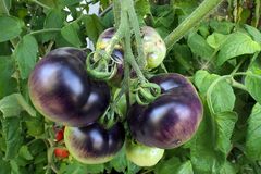Endlich – im August waren die Tomaten reif 03