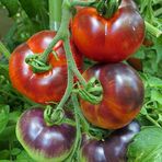 Endlich – im August waren die Tomaten reif 04