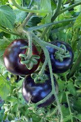 Endlich – im August waren die Tomaten reif 05