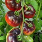 Endlich – im August waren die Tomaten reif 06