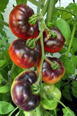 Endlich – im August waren die Tomaten reif 06