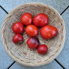 Endlich – im August waren die Tomaten reif 07