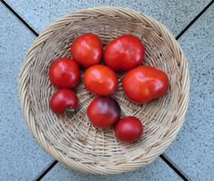 Endlich – im August waren die Tomaten reif 07