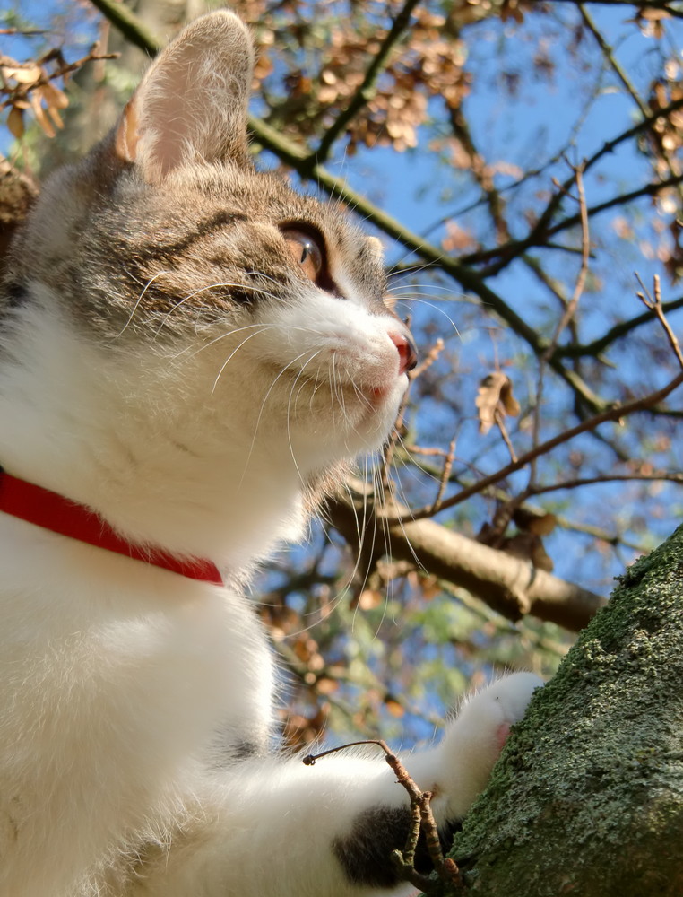 Endlich im Baum