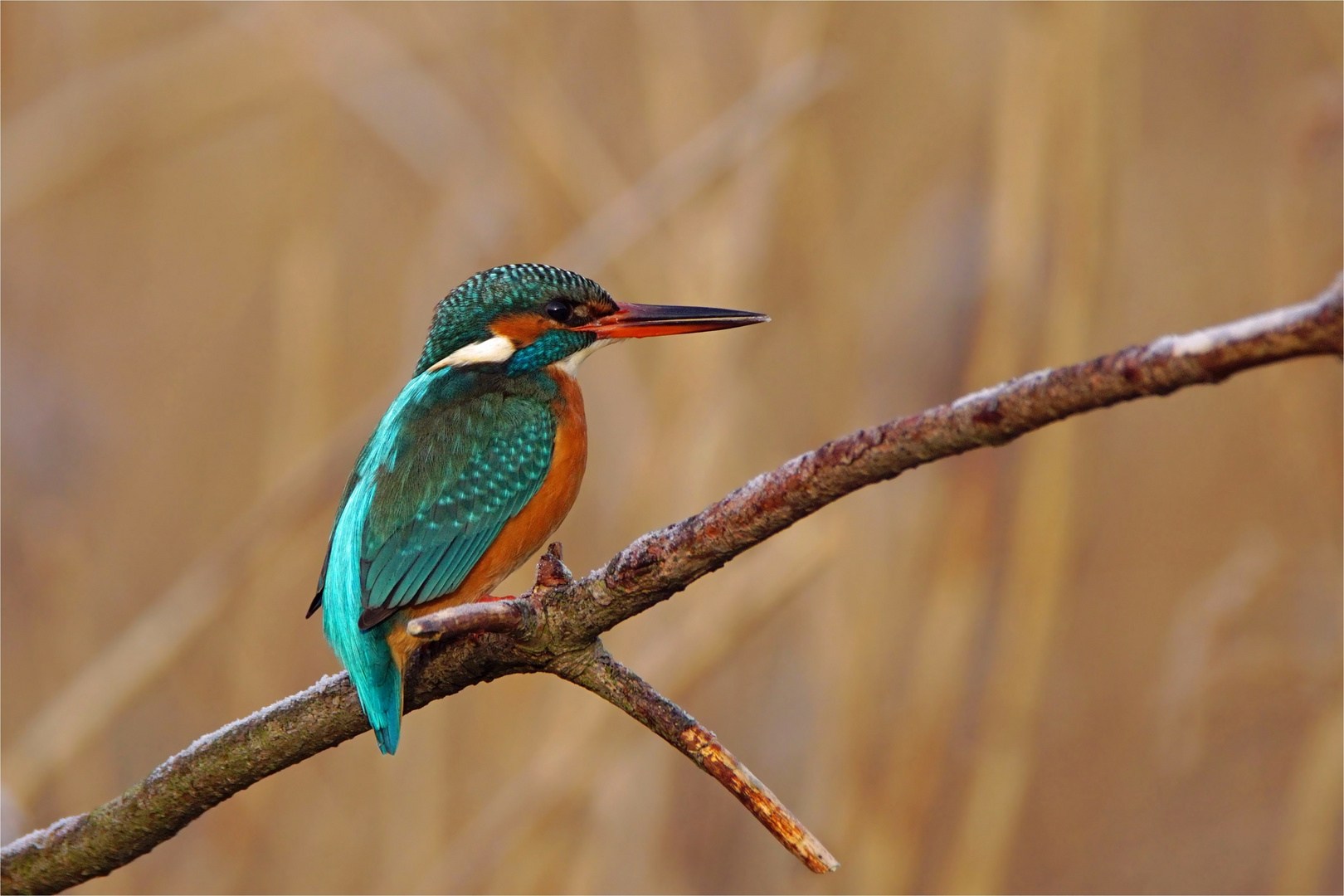 Endlich im "Kasten" - Eisvogel - (Alcedo atthis)