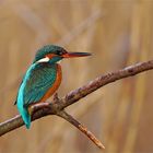 Endlich im "Kasten" - Eisvogel - (Alcedo atthis)