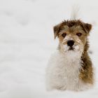 Endlich im Schnee stöbern ....