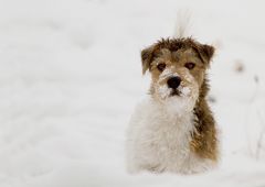 Endlich im Schnee stöbern ....