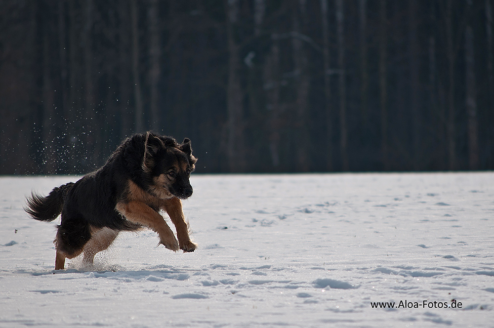 endlich im Schnee toben