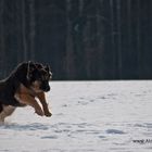 endlich im Schnee toben