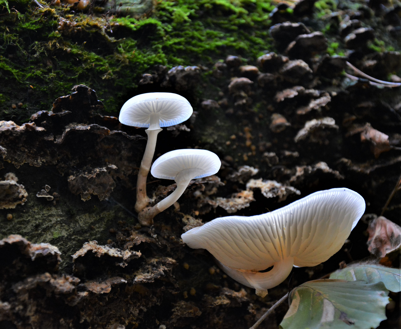 Endlich im Wald meine Lieblinge gefunden - leider nur wenige