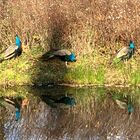 endlich im Wörlitzer Park gewesen