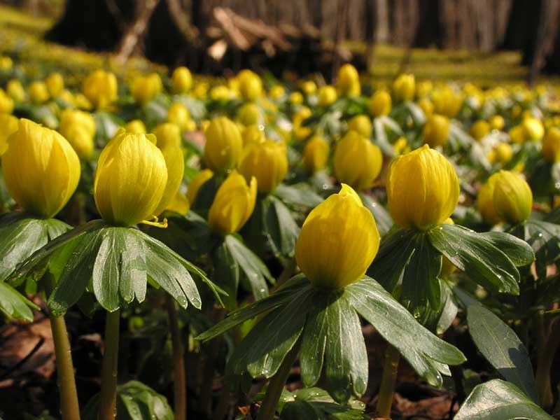 endlich in Vollblüte....