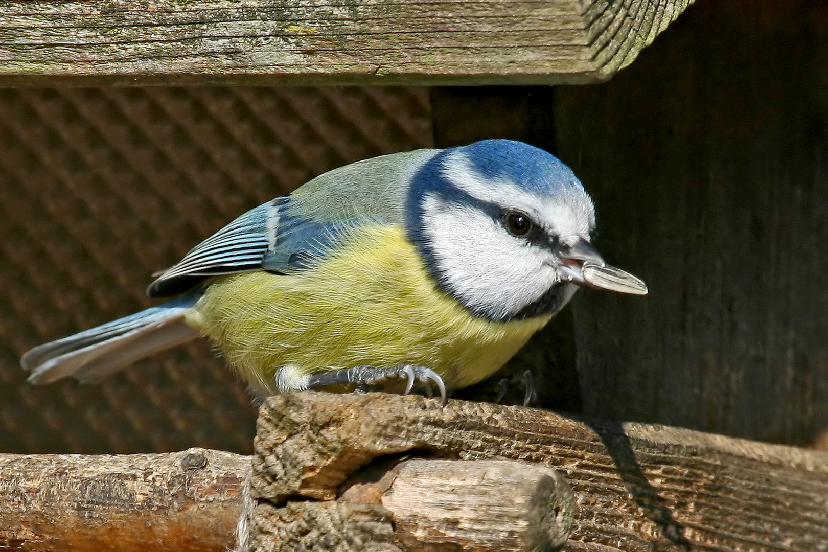 endlich ist das Eichhörnchen weg, denkt sich die Blaumeise