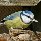 endlich ist das Eichhörnchen weg, denkt sich die Blaumeise