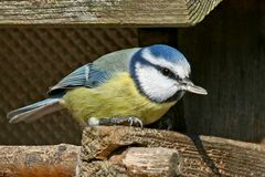 endlich ist das Eichhörnchen weg, denkt sich die Blaumeise