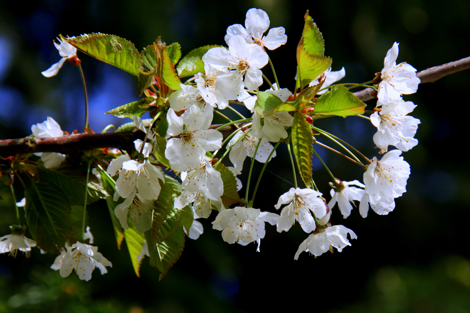 Endlich ist der Frühling da