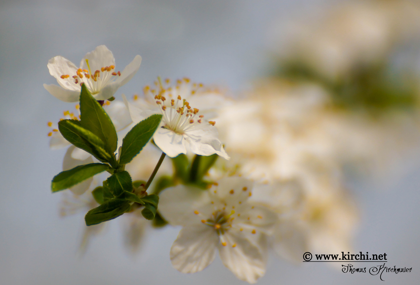 Endlich ist der Frühling da