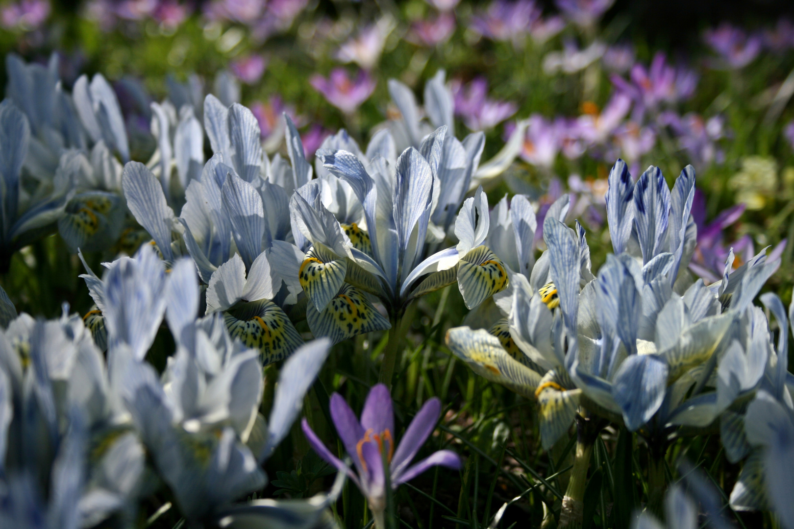 Endlich ist der Frühling da