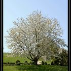 Endlich ist der Frühling da...