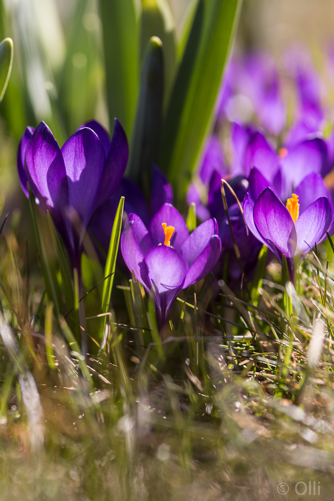 Endlich ist der Frühling da