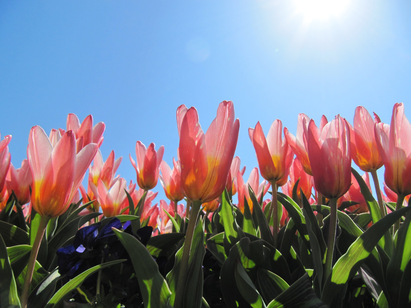 Endlich ist der Frühling da!