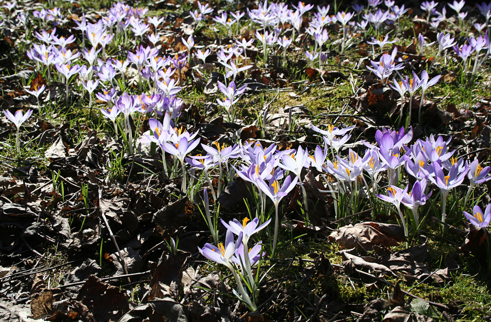 Endlich ist der Frühling da (Tommasini-Krokus)