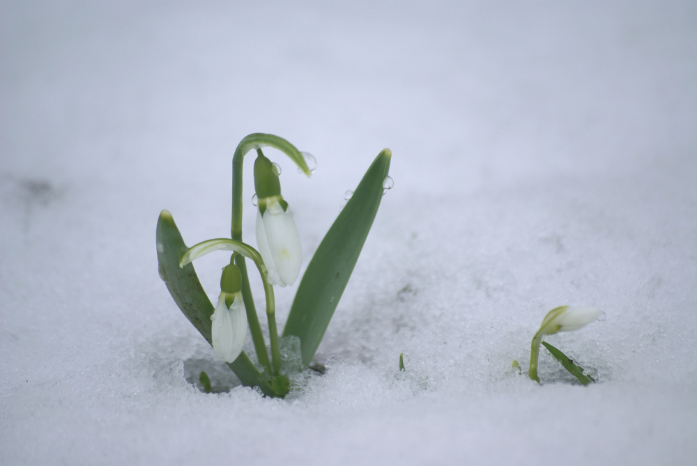 Endlich ist der Frühling sichtbar